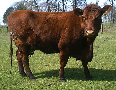 Shorthorn Amanda