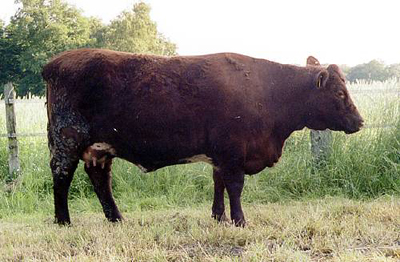 Shorthorn Berta-Trix