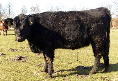 Shorthorn Teresa