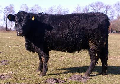 Shorthorn Tilda