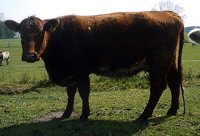 Shorthorn Tortuga