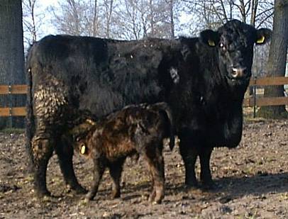 Shorthorn Trine