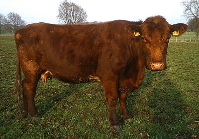 Shorthorn Trixi