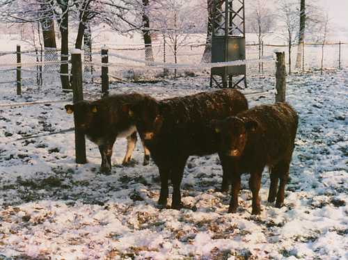 Winterbild